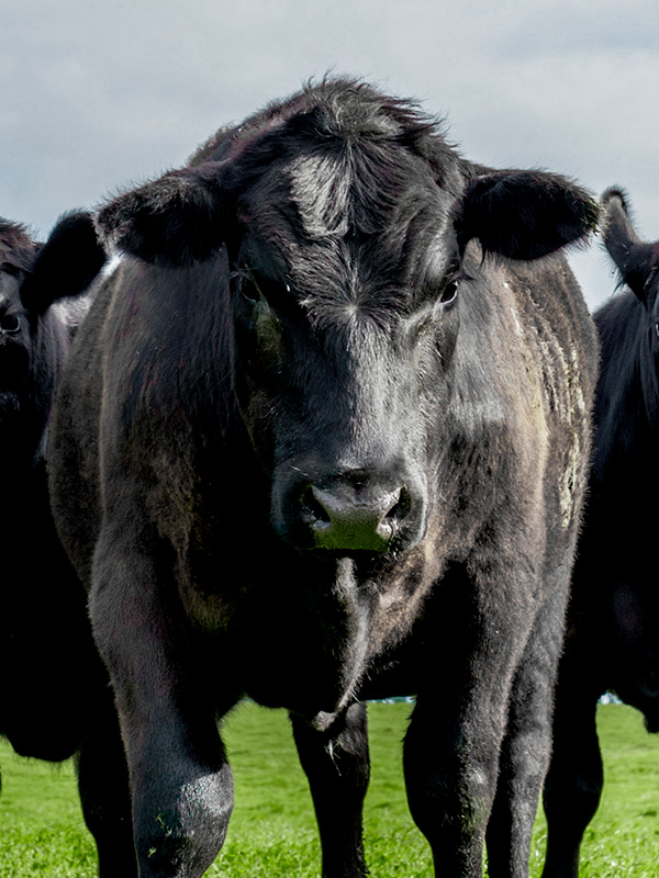 Australian Angus Beef