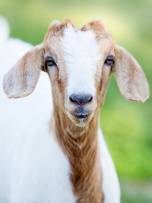 Australian Goat Meat