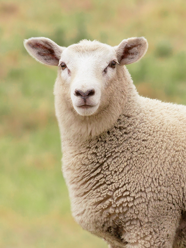Australian Lamb