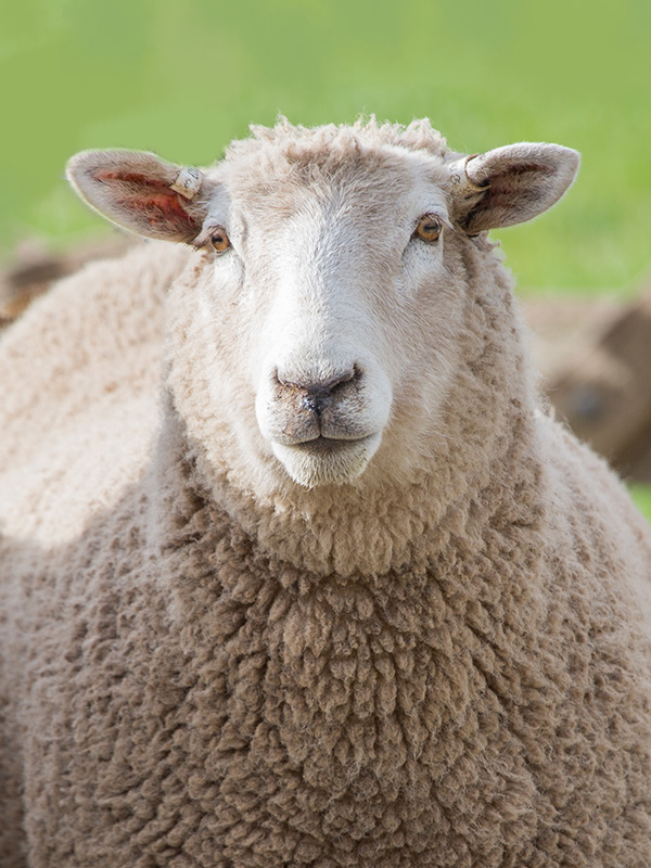 Australian Mutton